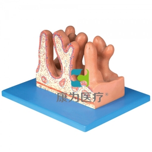 “康為醫(yī)療”空腸內面放大模型