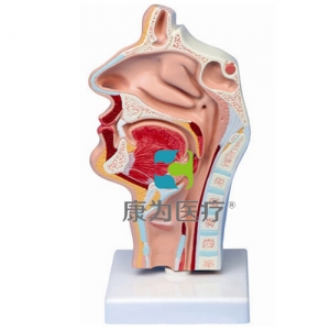 “康為醫(yī)療”鼻腔、口腔、喉、咽正中矢狀切面模型