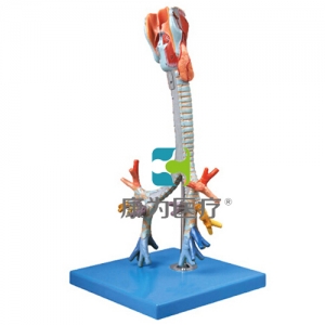 “康為醫(yī)療”喉與氣管、支氣管樹模型