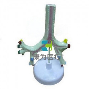 “康為醫(yī)療”氣管、支氣管及肺段支氣管模型