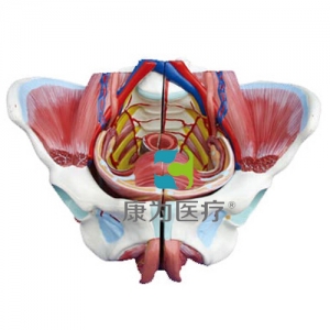 “康為醫(yī)療”高級女性骨盆附生殖器與血管神經(jīng)模型