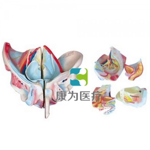 “康為醫(yī)療”男性骨盆附生殖器官與血管神經模型