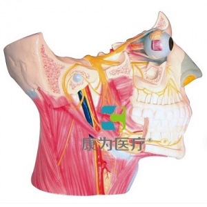 “康為醫(yī)療”腦神經(jīng)在頭頸部分布模型、十二對腦神經(jīng)