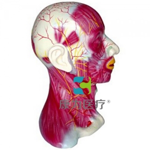 “康為醫(yī)療”頸部淺層肌肉血管神經(jīng)模型