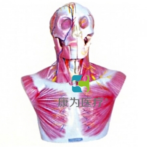 “康為醫(yī)療”頭部、頸部層次解剖模型