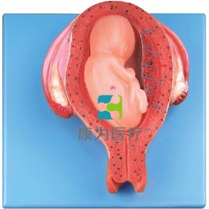 “康為醫(yī)療”五個(gè)月胎兒模型