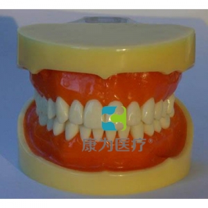 “康為醫(yī)療”標準牙頜模型B