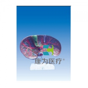 “康為醫(yī)療”肝膽解剖、甘血管、膽管的肝分布