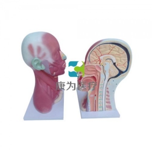 “康為醫(yī)療”頭、頸肌肉局部解剖模型