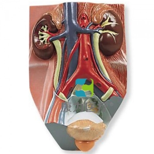 男性泌尿系統(tǒng)模型，實(shí)物的0.75倍
