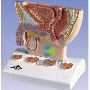 前列腺模型，實物1/2