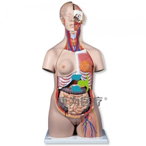 豪華型兩性軀干模型，24部分