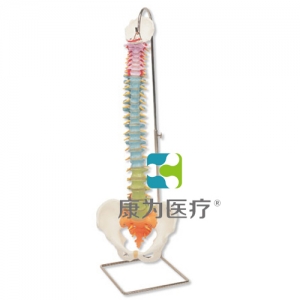 帶股骨頭的教學用活動脊柱模型