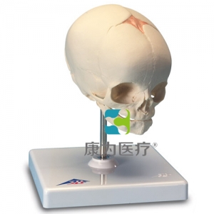 胎兒顱模型，置于基架