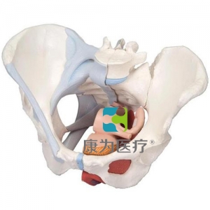 女性骨盆模型（配置韌帶組件，穿通盆底肌群及器官的正中矢狀切面），4分體