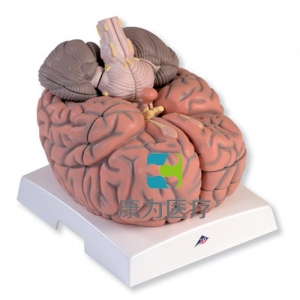 巨型腦模型，實(shí)物的2.5倍，14部分