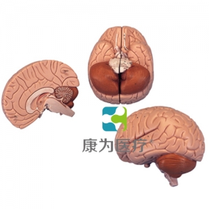 介紹性腦模型，2部分