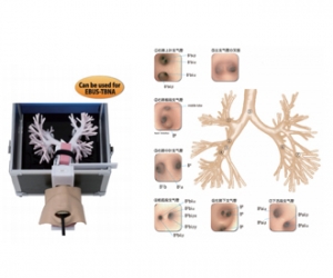 進口超聲波支氣管鏡模型，超聲波支氣管鏡訓練模型