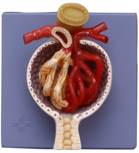 腎小球模型