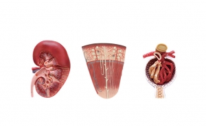 腎切面、腎單位、腎小球模型